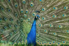 Peacock Royalty Free Stock Images Peacock Royalty Free Stock Images