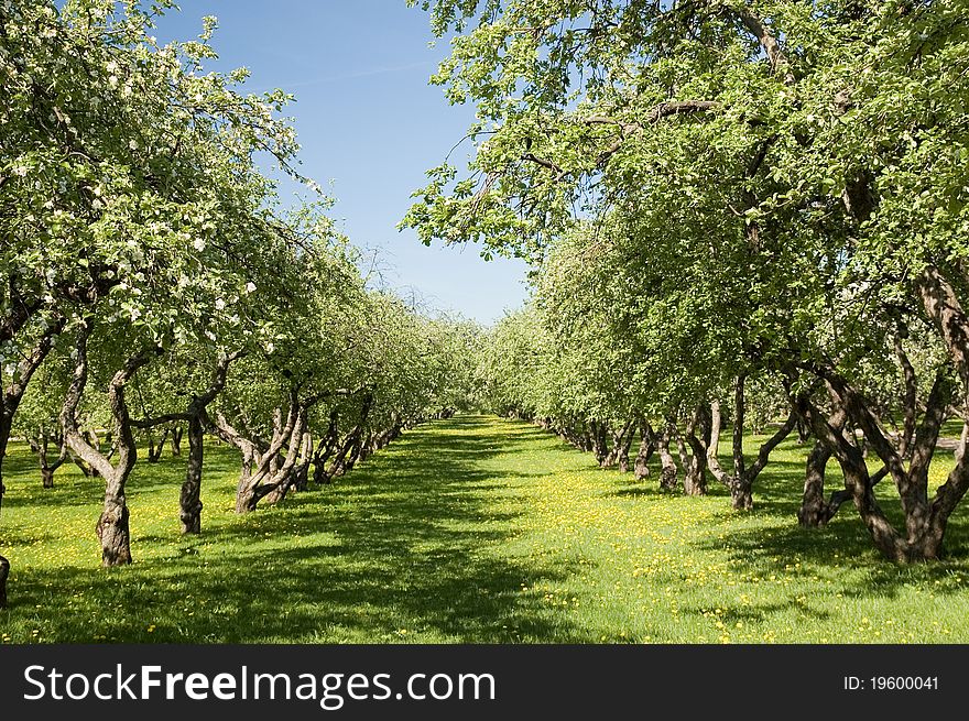 Blooming apple trees in an orchard. Blooming apple trees in an orchard