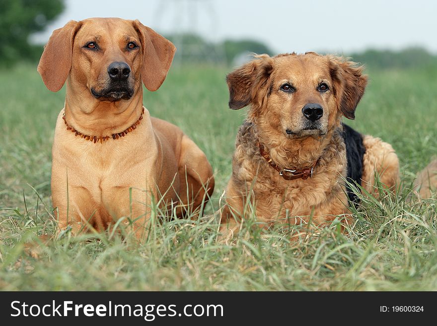 Portrait of a couple of brown dogs waiting together. Portrait of a couple of brown dogs waiting together