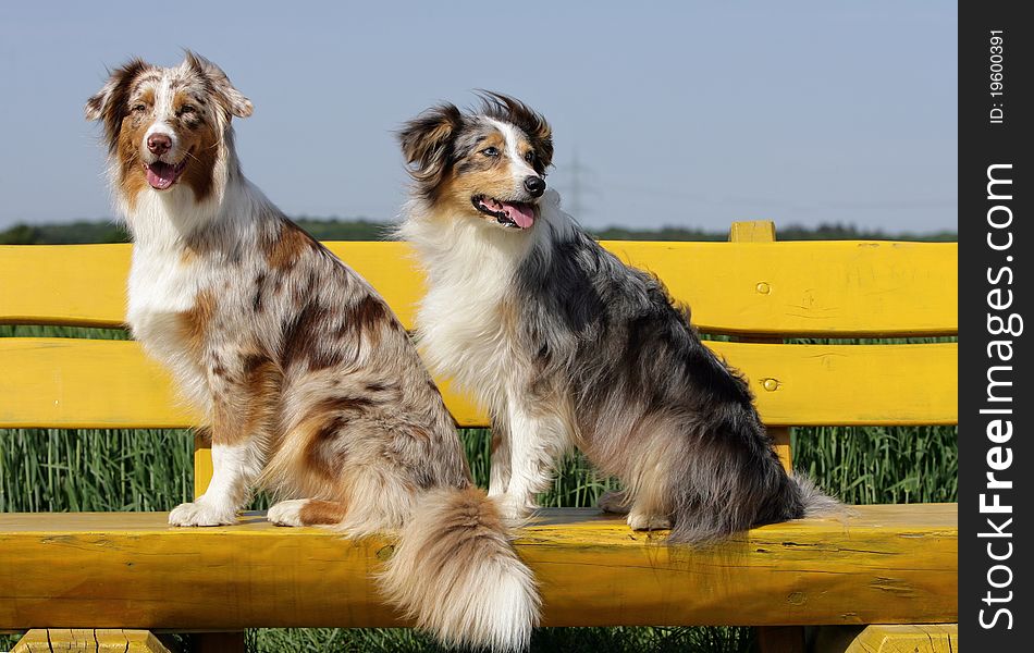 Portrait of a couple of Australian shepherd dog in merle color sitting on a yellow park bench. Portrait of a couple of Australian shepherd dog in merle color sitting on a yellow park bench