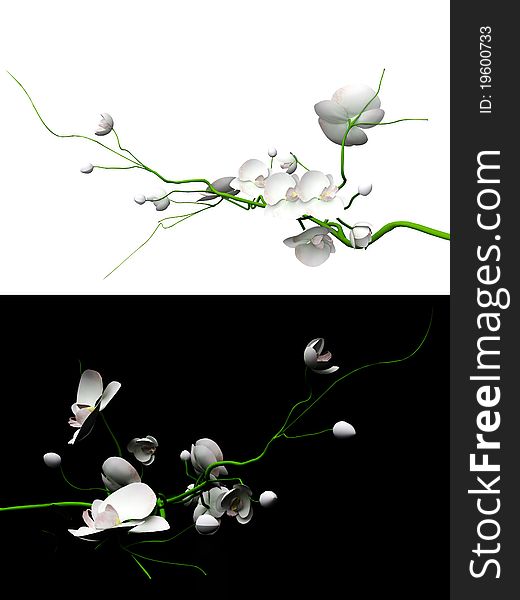 3d orchid set on a white and black backgrounds