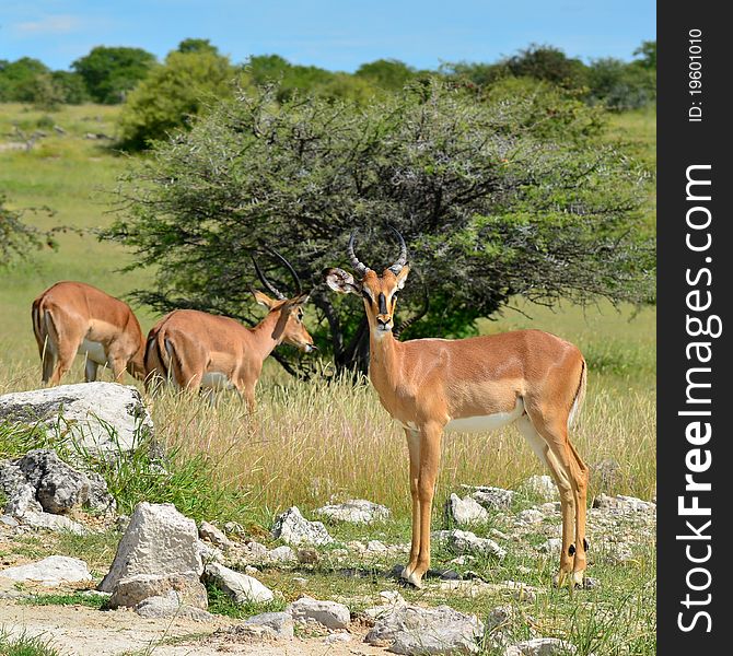 Rare black-headed impala in Etosha national park in Namibia. Rare black-headed impala in Etosha national park in Namibia.