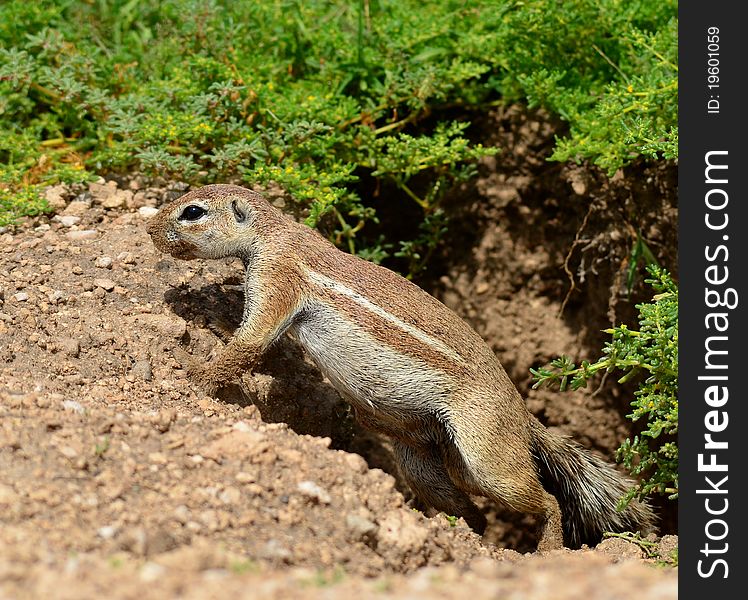 The ground squirrels are those members of the Sciuridae most closely related to the genus Marmota. The ground squirrels are those members of the Sciuridae most closely related to the genus Marmota.