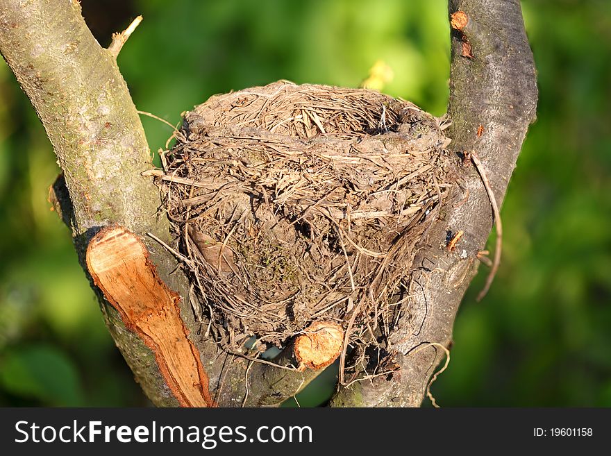 Bird Nest In Wild