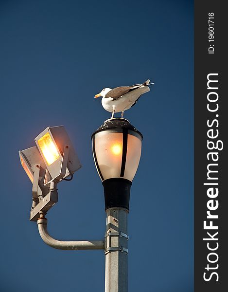 Sea-gull sitting on a street lamp, clear blue sky in background