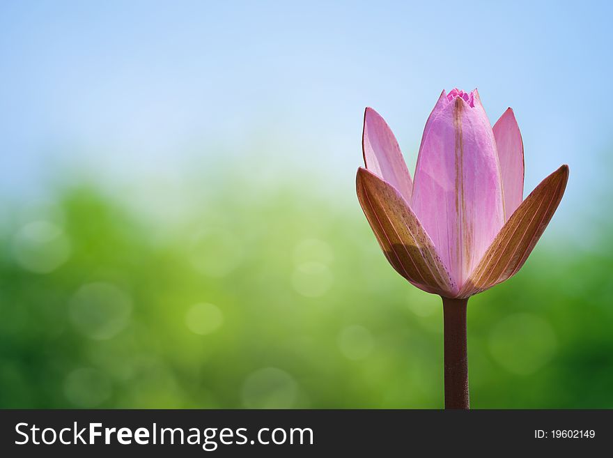 Lotus blossom on sprint background