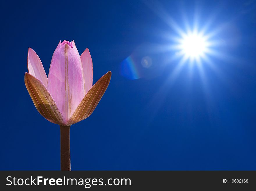The sun and pink lotus
