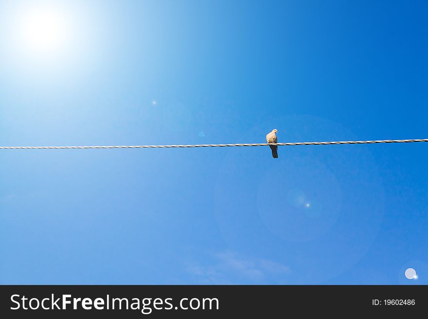Pigeon on wire, with sun and blue sky