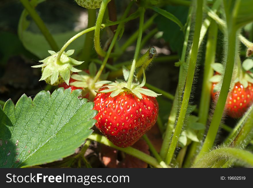 Closeup of fresh red strawberries growing