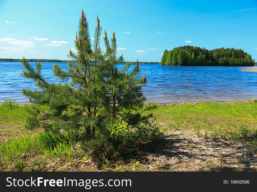 Small pine tree over a lake on a sunny day.