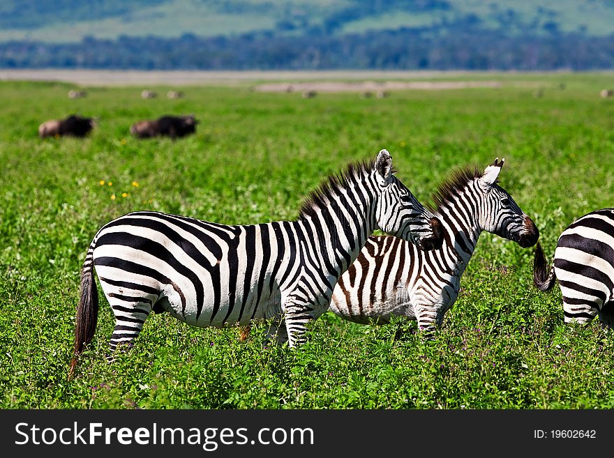 Zebras in the Serengeti National Park, Tanzania