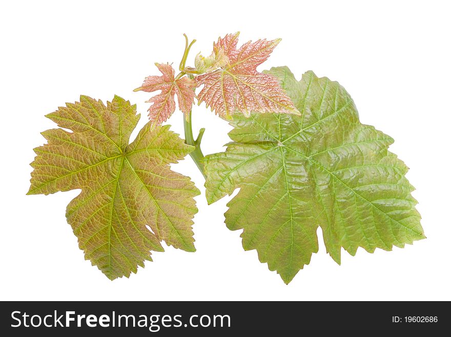 Grape leaves isolated on white