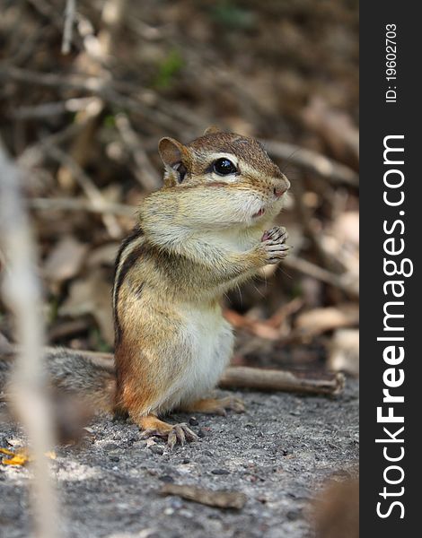 Close-up of a chipmunk's front view, taken at high park, Canada