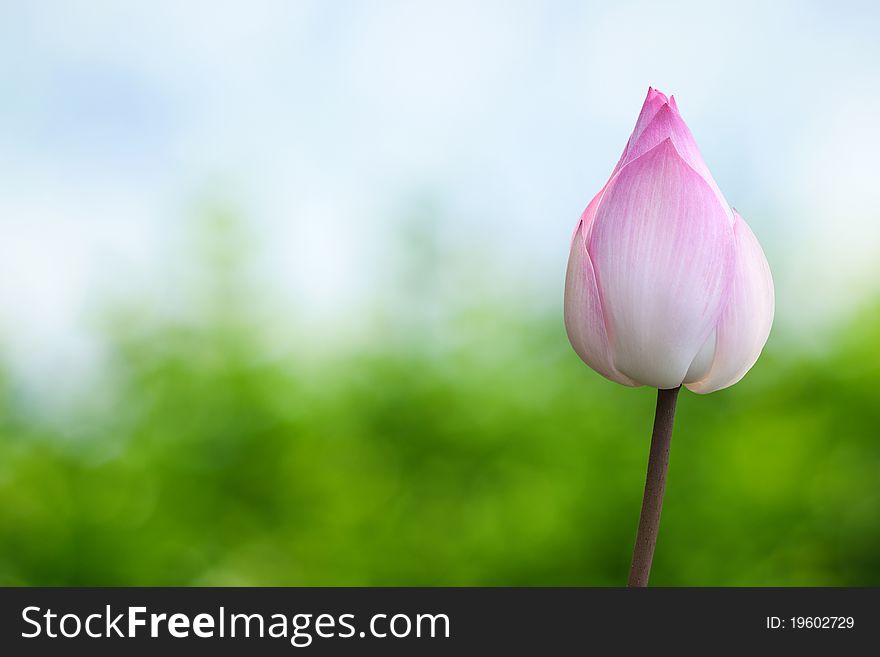 Pink lotus with spring background