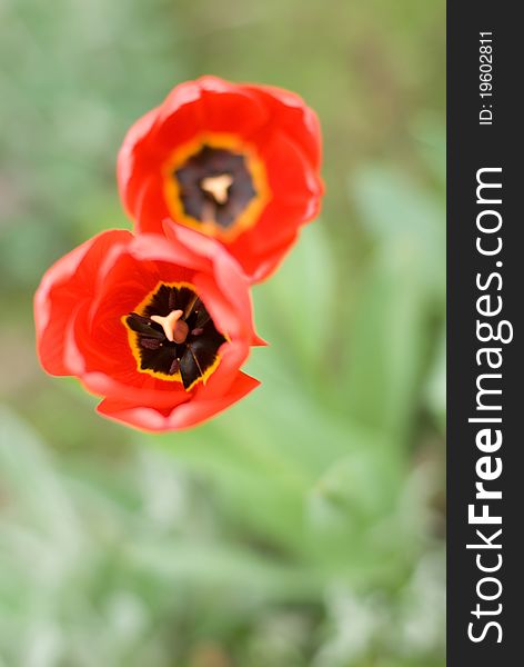 Two red tulips in form of the digit 8 with the little depth of field