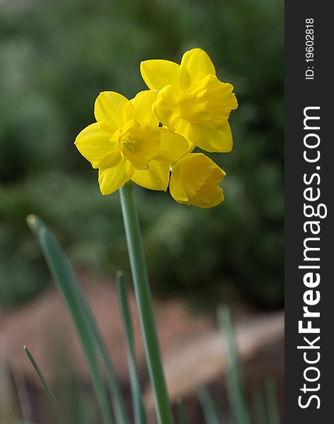 Triple yellow narcissus with little depth of field