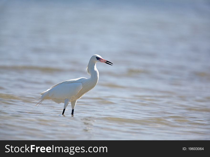 Great Egret