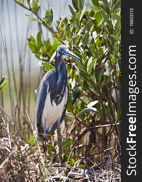 Tri-colored heron in Florida