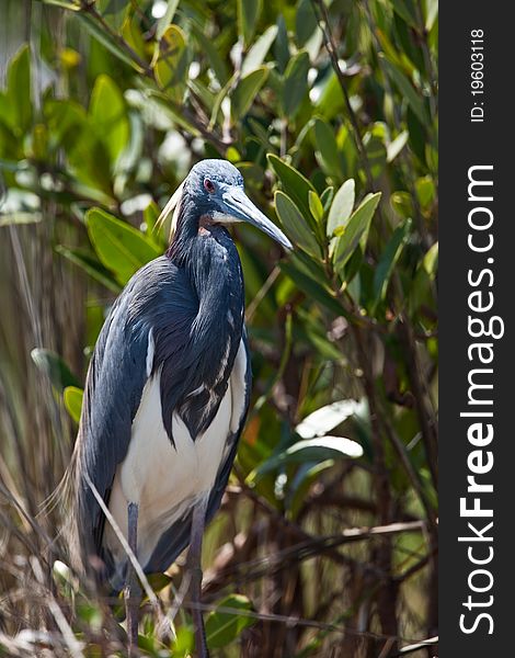 Tri-colored heron in Florida