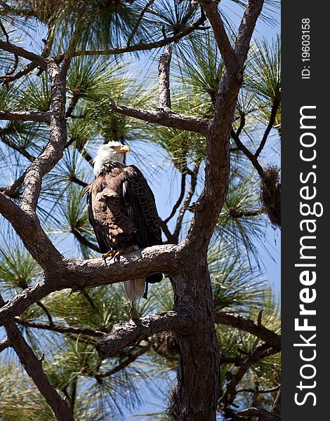 Bald eagles nesting in south Florida