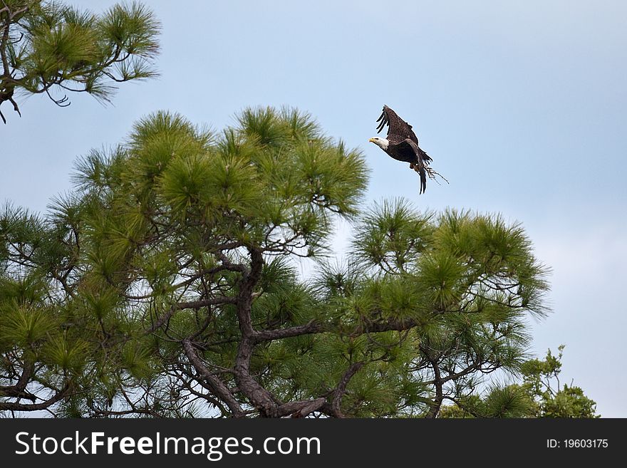 Bald eagles nesting in south Florida