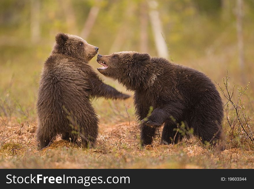 These bear cubs were playing along our hide whilst mother was resting. Allthough playful, it's teeth and claws are already mighty weapons. These bear cubs were playing along our hide whilst mother was resting. Allthough playful, it's teeth and claws are already mighty weapons.