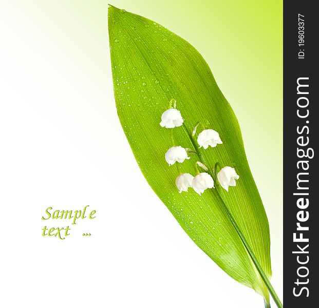 Lily of the valley, isolated on white