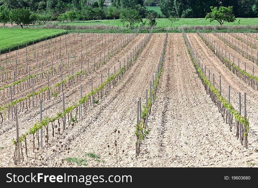 Field planted with vines begin to sprout. Field planted with vines begin to sprout