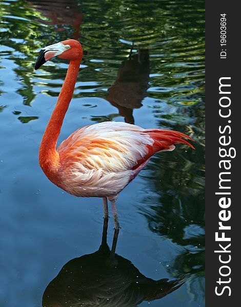 Greater Flamingo (Phoenicoperus ruber) in Florida Park