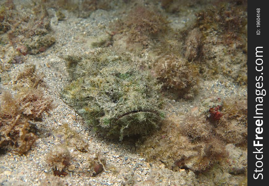 Devil Scorpionfish lies motionless on the coral reef