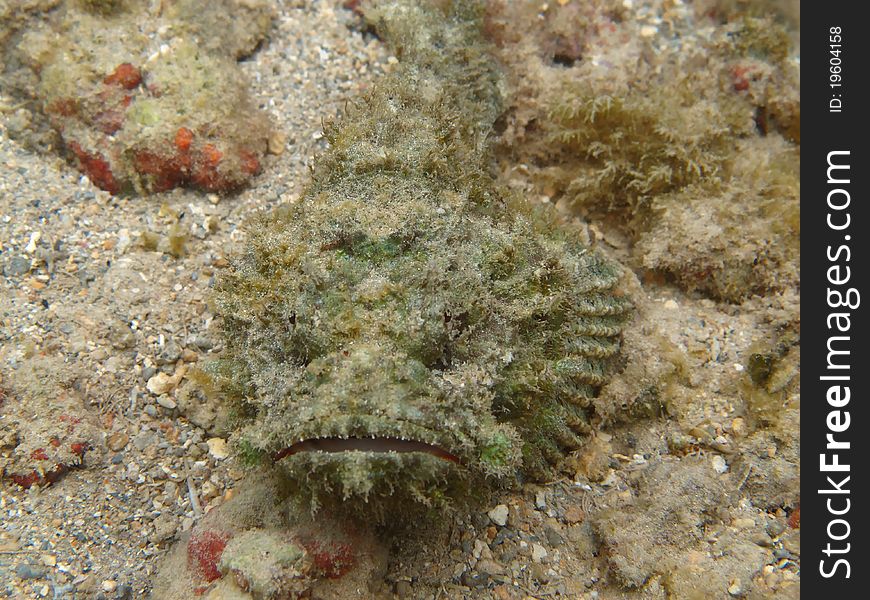 Devil Scorpionfish lies motionless on the coral reef