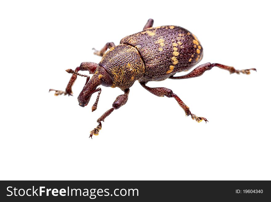 Closeup shot of a beetle isolated on white background