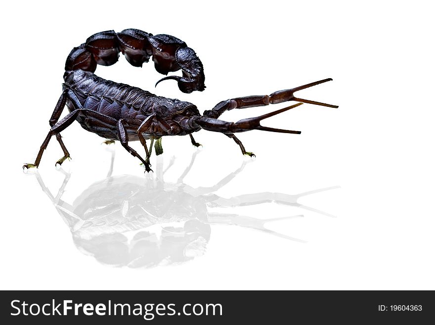 Front side studio photography of a Black Scorpion isolated on white