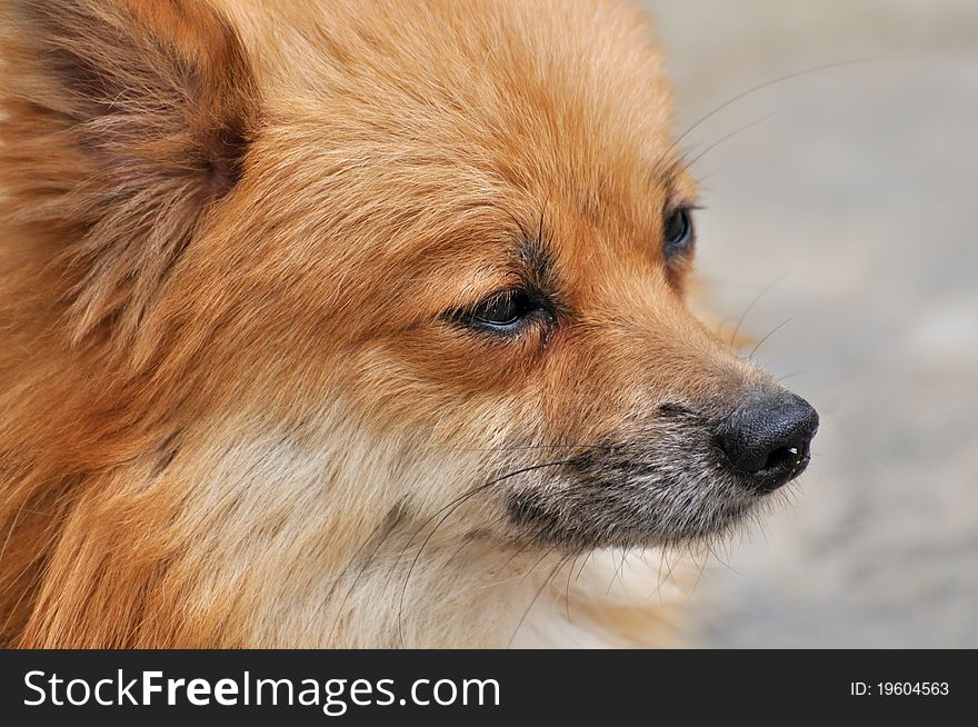A beautiful red and brown further pomeranian, detail of head and face. A beautiful red and brown further pomeranian, detail of head and face.