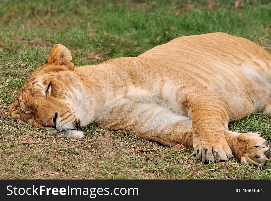 A female African Lion is sleeping on grass land, shown as safety environment of wildlife, or enjoying a relax time. A female African Lion is sleeping on grass land, shown as safety environment of wildlife, or enjoying a relax time.