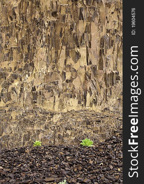 Green plants set against a large textured rock wall. Green plants set against a large textured rock wall.