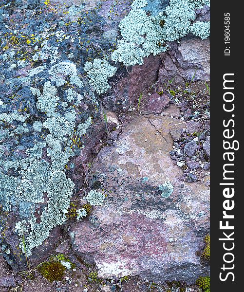 Lichen on rock.