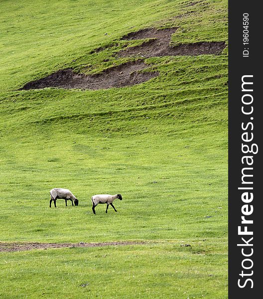 Two Sheep Grazing In Meadow.