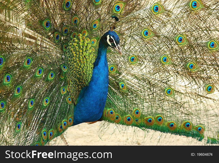 The peacock spreads its bright plumage. The peacock spreads its bright plumage