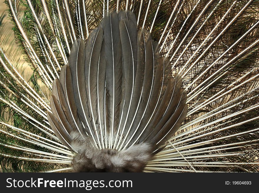 The back of a peacock,which spreads its bright plumage. The back of a peacock,which spreads its bright plumage