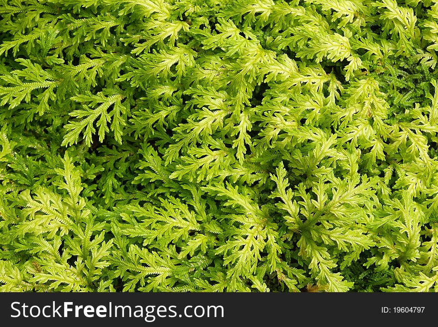 Details of lush green fern. Details of lush green fern