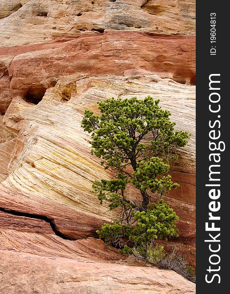 Lonely tree growing among red rocks in Utah, USA. Lonely tree growing among red rocks in Utah, USA