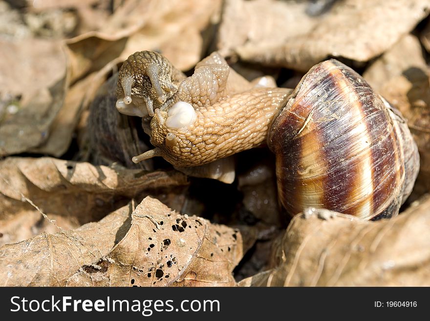 Two snails are kissing in the garden. Two snails are kissing in the garden