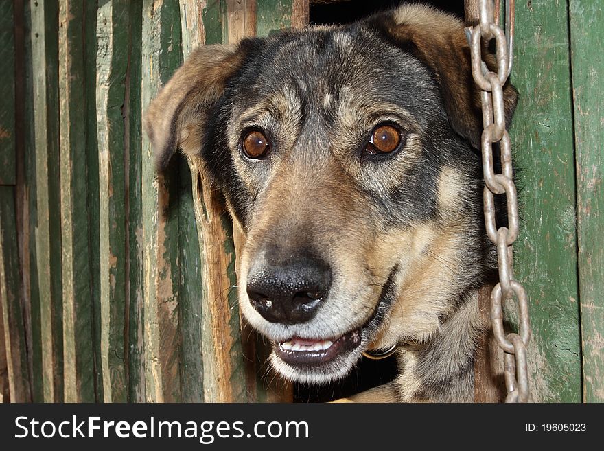 The benevolent dog looks out of the kennel