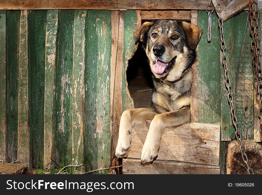 The benevolent dog looks out of the kennel