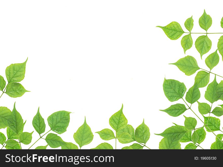 Green leaves  for text and  background