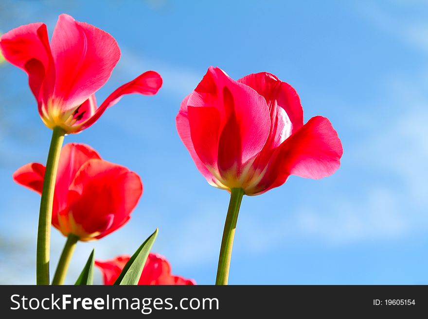 Red tulips on blue sky background