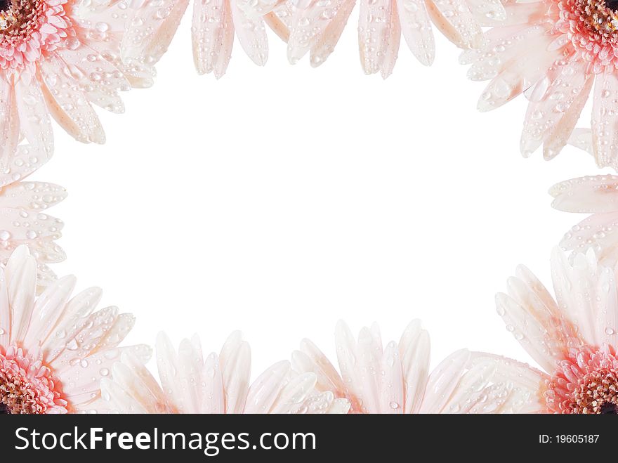 Pink Gerbera flower for background