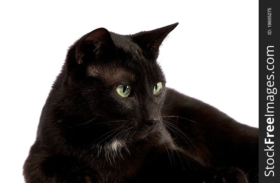 Black Cat Closeup Looking Left Isolated on White