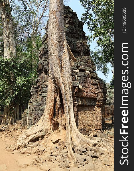 Tree growing on ancient Angkor Wat ruins